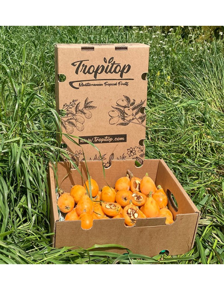 Buy Loquats Online at Tropitop