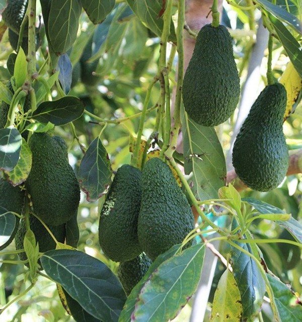 Acquista Nespole e Avocado Hass online su Tropitop