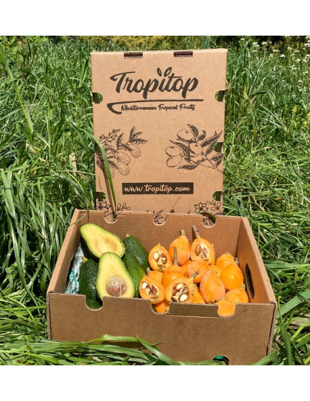 Acquista Nespole e Avocado Hass online su Tropitop