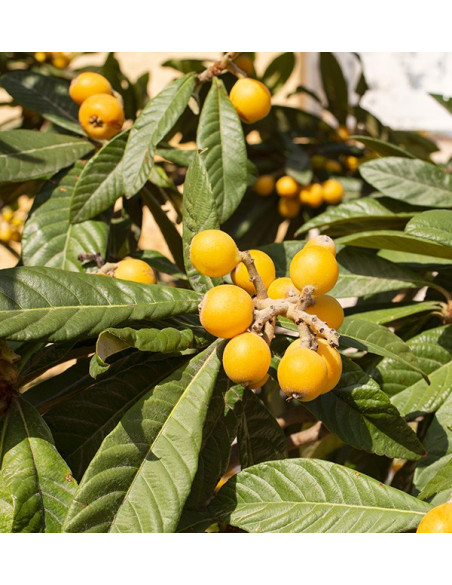 Comprar Nêsperas e Abacates Hass Online na Tropitop