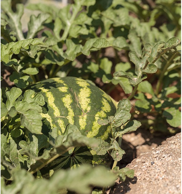 Compra Anguria Striata Online su Tropitop