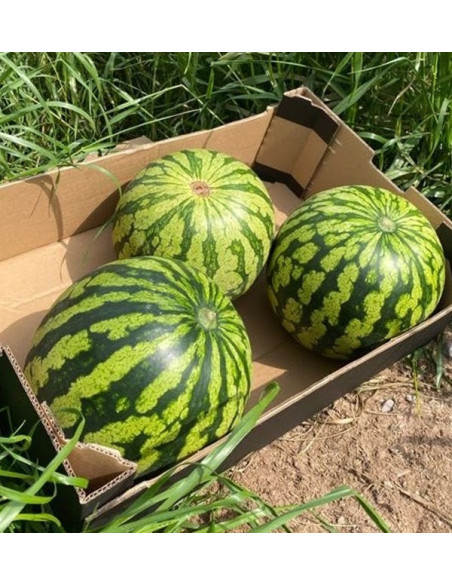 Buy Striped Watermelon Online at Tropitop