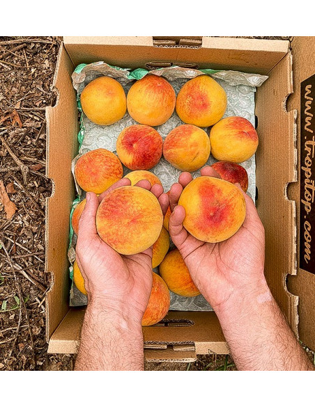 Comprar Pêssego Amarelo Online | Fruta Fresca de Época