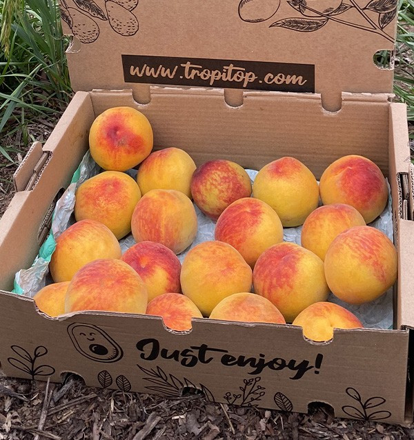 Comprar Melocotón Amarillo Online en Tropitop | Fruta de temporada