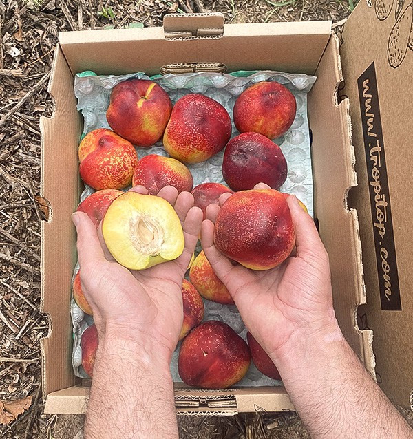 Comprar Nectarinas Online | Fruta de Verão Direta do Agricultor