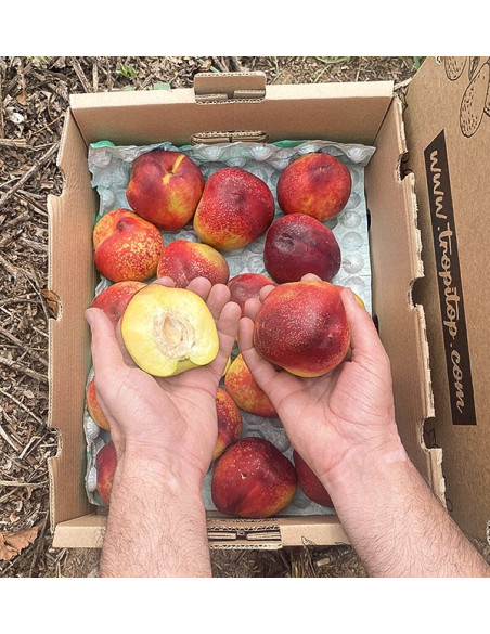 Comprar Nectarinas Online | Fruta de Verão Direta do Agricultor