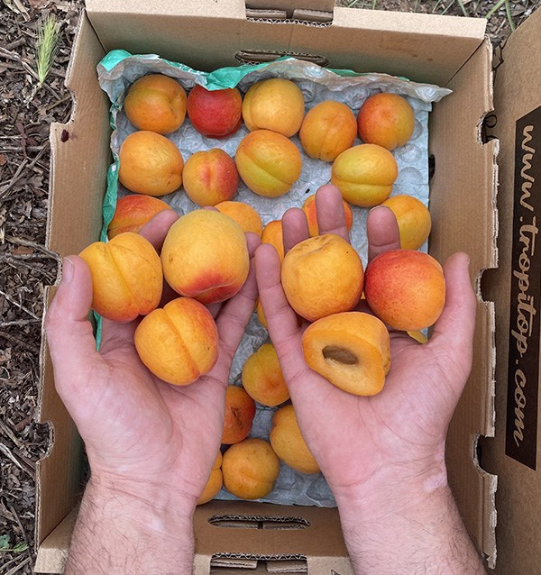 Buy Apricots Online | Seasonal Fruit Direct from the Farmer 2