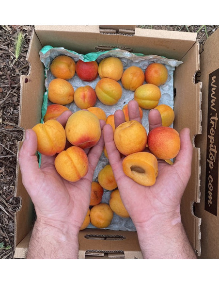 Buy Apricots Online | Seasonal Fruit Direct from the Farmer