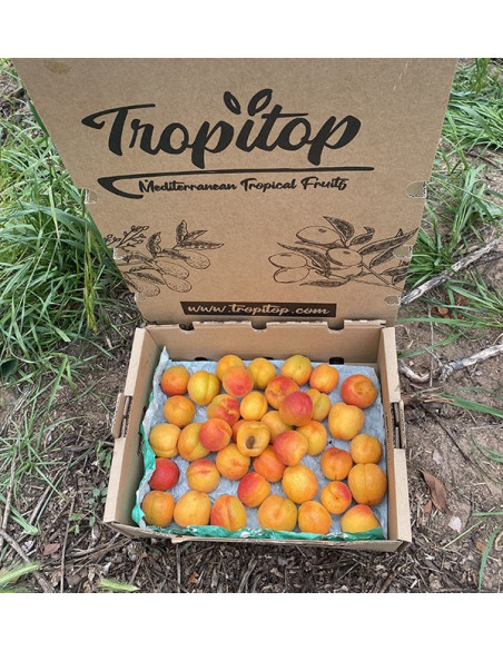 Buy Apricots Online | Seasonal Fruit Direct from the Farmer