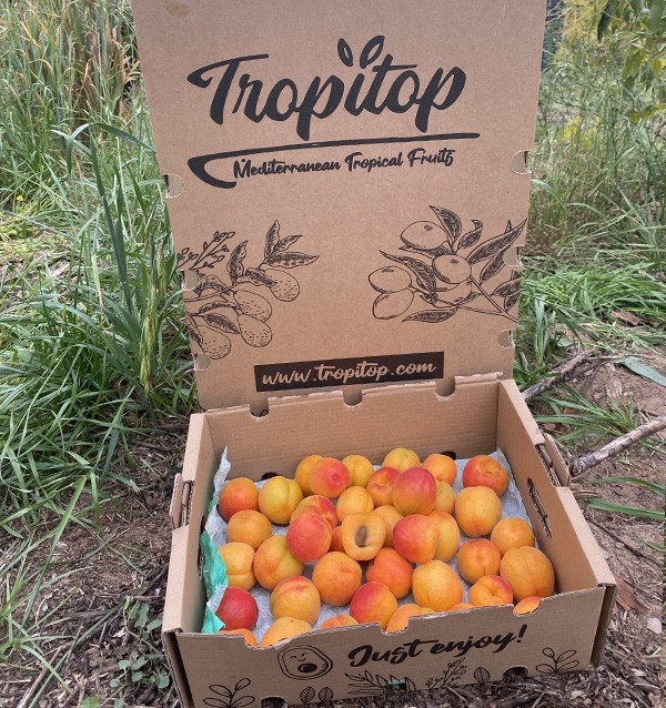 Comprar Albaricoques Online en Tropitop | Fruta de Temporada