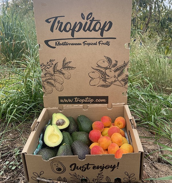 Acquista Avocado Hass e Albicocche Online | Tropitop