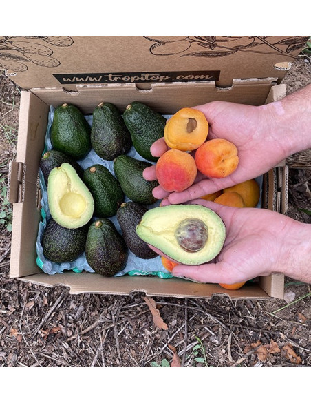 Comprar Aguacates Hass y Albaricoques Online en Tropitop