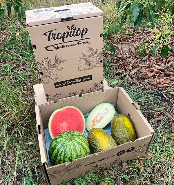 Gestreifte Wassermelone & Piel de Sapo Melonen online kaufen | Tropitop