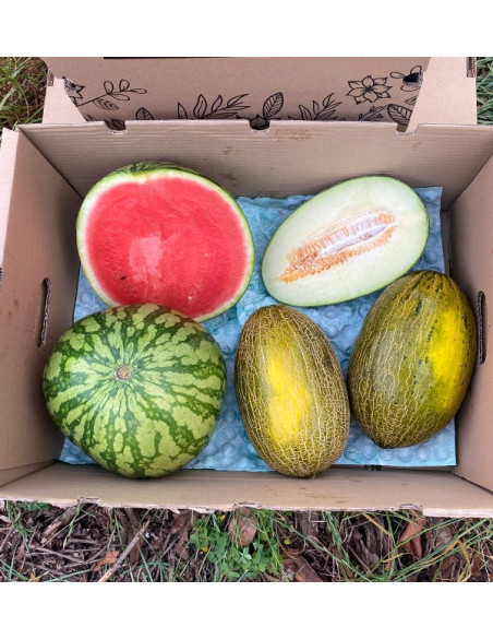 Buy Striped Watermelon and Piel de Sapo Melons Online | Tropitop