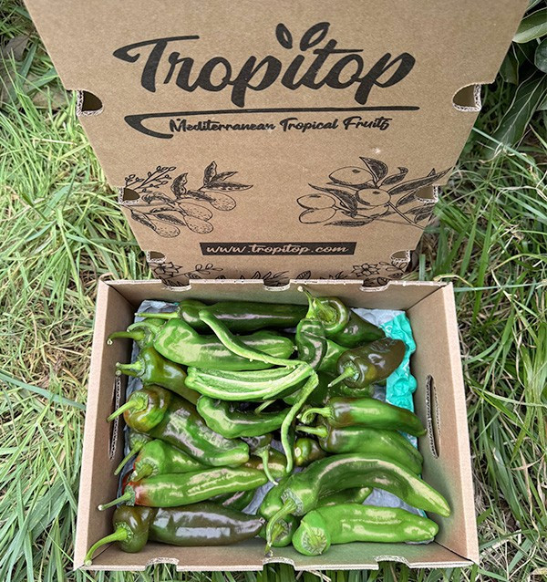 Acheter des poivrons italiens rouges en ligne sur Tropitop