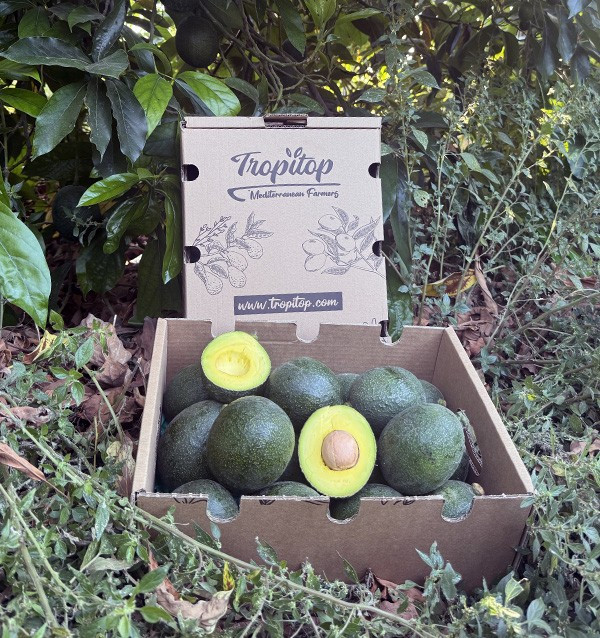 Acquistare avocado Reed online su Tropitop