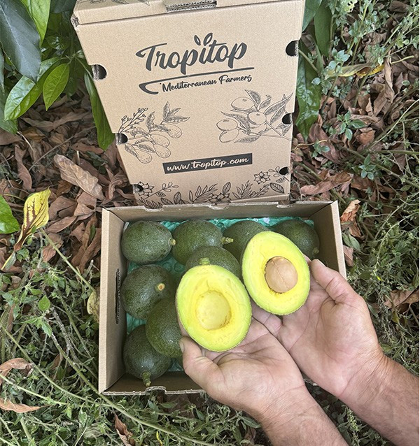 Acheter des avocats Reed en ligne sur Tropitop