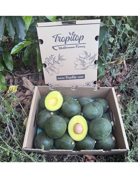 Comprar Aguacates Reed Online en Tropitop
