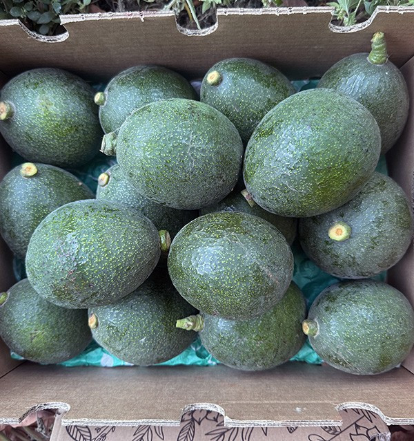 Reed Avocados online bei Tropitop kaufen