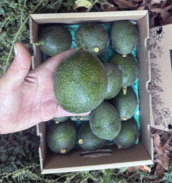 Acheter des avocats Reed en ligne sur Tropitop