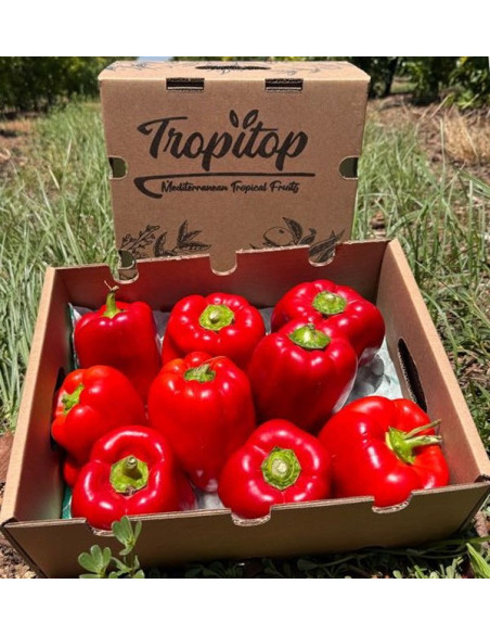 Rote Paprika Morrón Online Kaufen | Paprika zum Braten | Tropitop