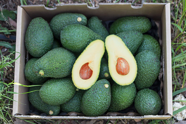 Comprar Aguacates HASS