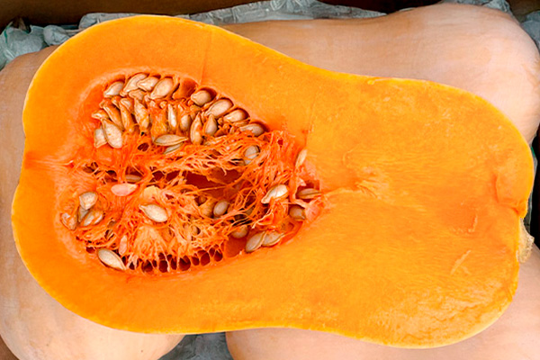 Comprar Calabaza Cacahuete