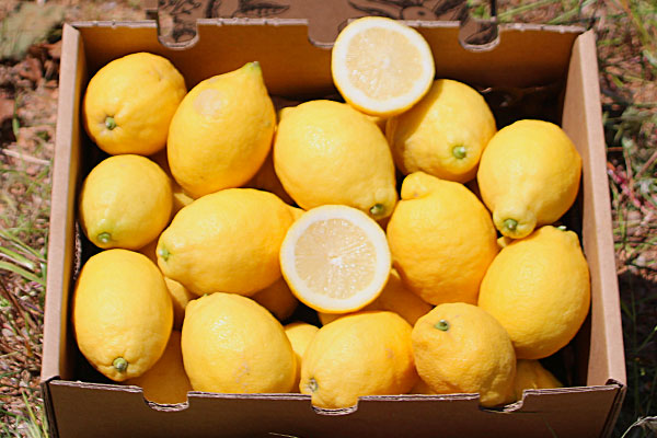 Comprar Limones