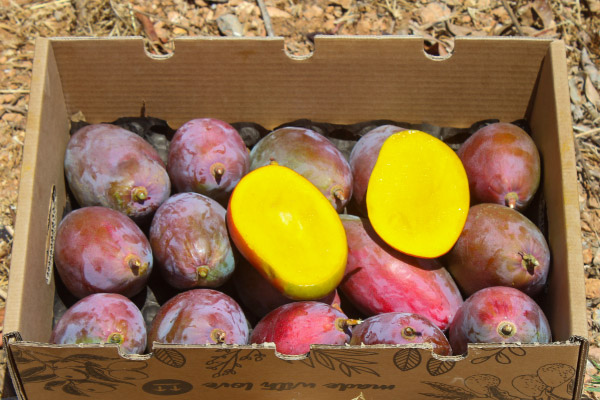 Comprar Mango Ecológico