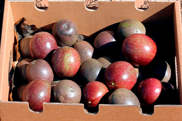 Comprar Fruta de la Pasión