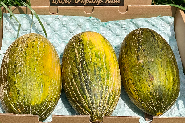 Comprar Melón Piel de Sapo