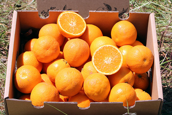 Comprar Naranjas Valencianas