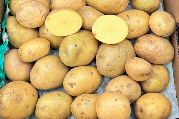 Comprar Patata Blanca Nueva