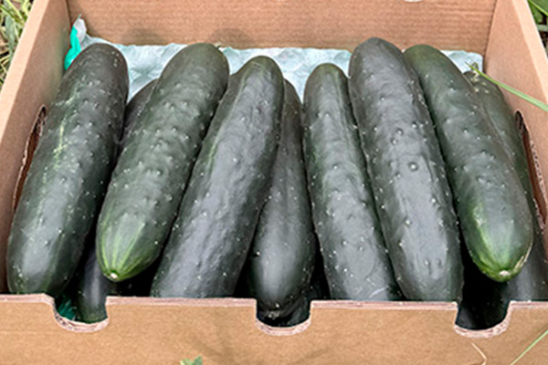 Comprar Pepino Corto