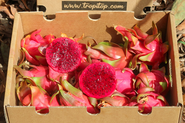 Comprar Pitahaya