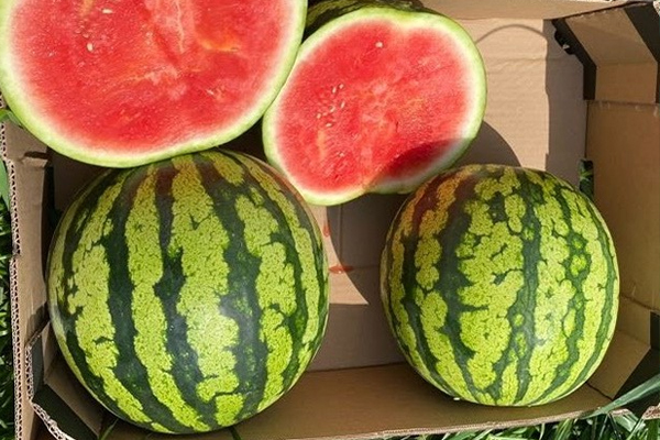 Comprar Sandías Rayadas