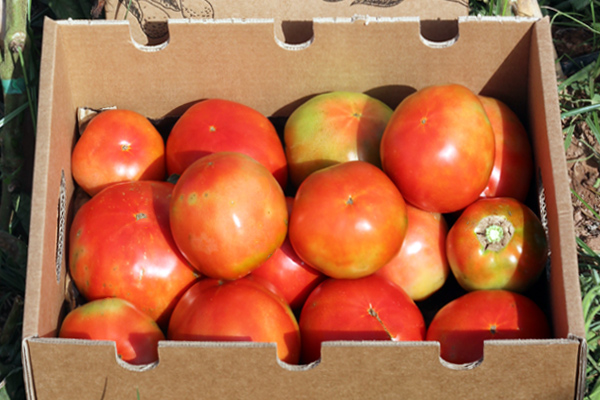 Comprar Tomates Valencianos