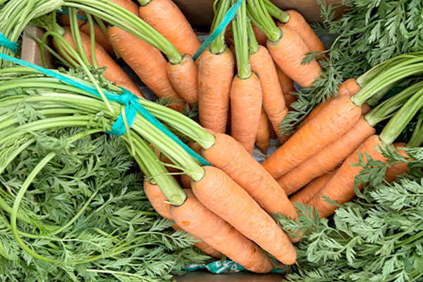 Comprar Zanahoria Manojo