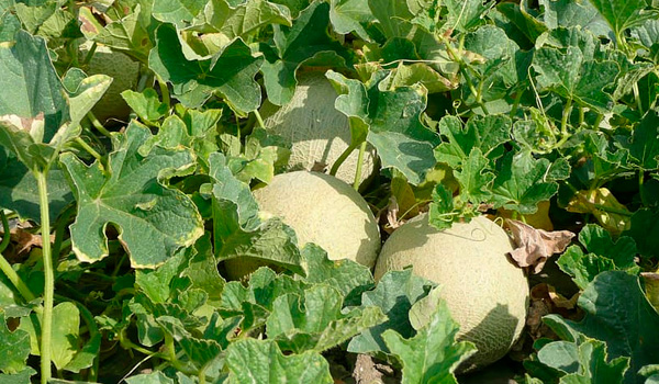 Agricultores Tropitop melón Cantalupo