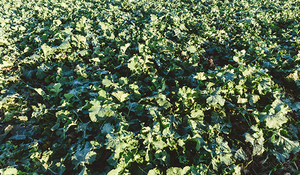 Watermelon and melon farmers