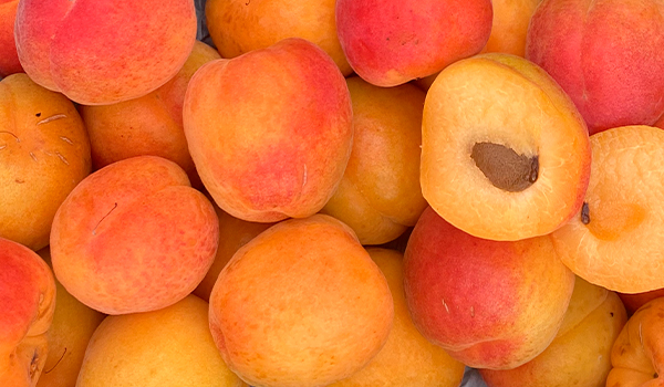 Finca de aguacates y albaricoques en Castellón