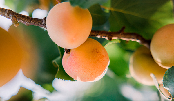 Quinta de abacates e pêssegos em Castellón