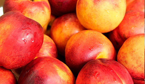 Quinta de abacates e nectarinas em Castellón