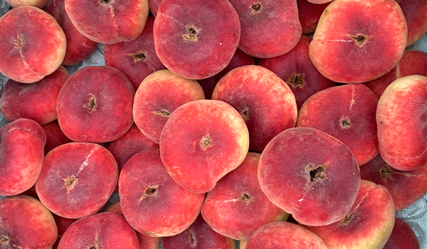 Quinta de abacates e pêssegos-paraguaios em Castellón