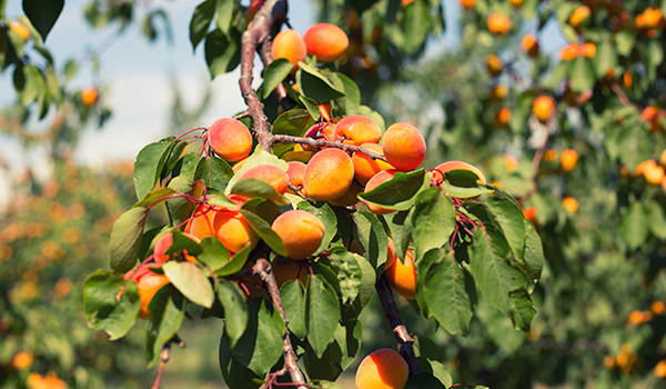 Finca de albaricoques en la Comunidad Valenciana