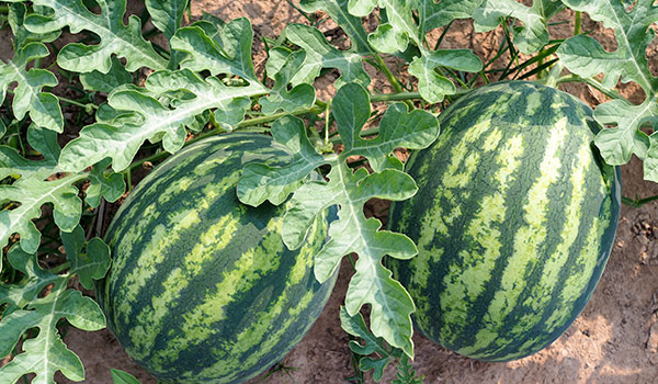 Watermelons and melons in a Castellón field