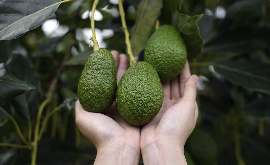 Origine dell'avocado